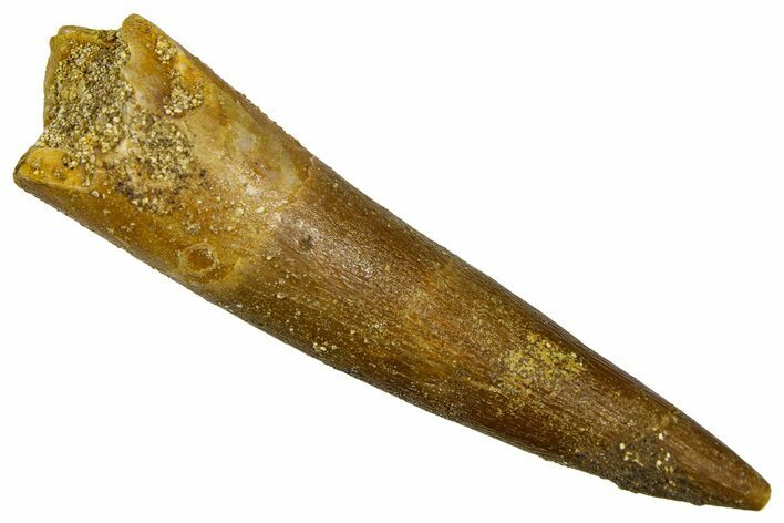 Fossil Plesiosaur (Zarafasaura) Tooth - Morocco #369985